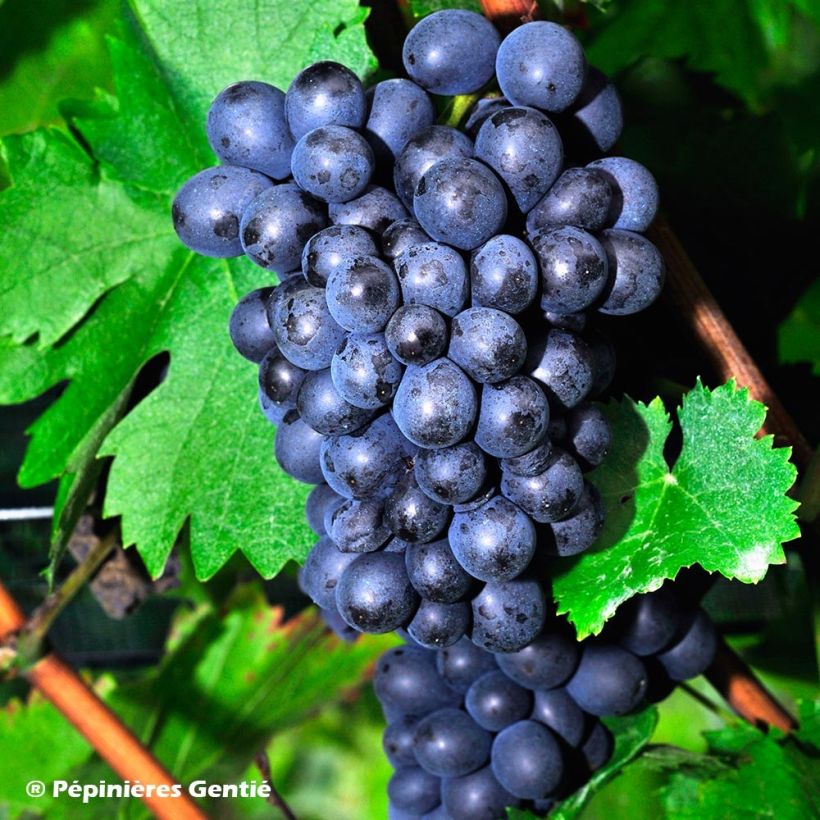 Weinrebe Roi des Précoces (Harvest)