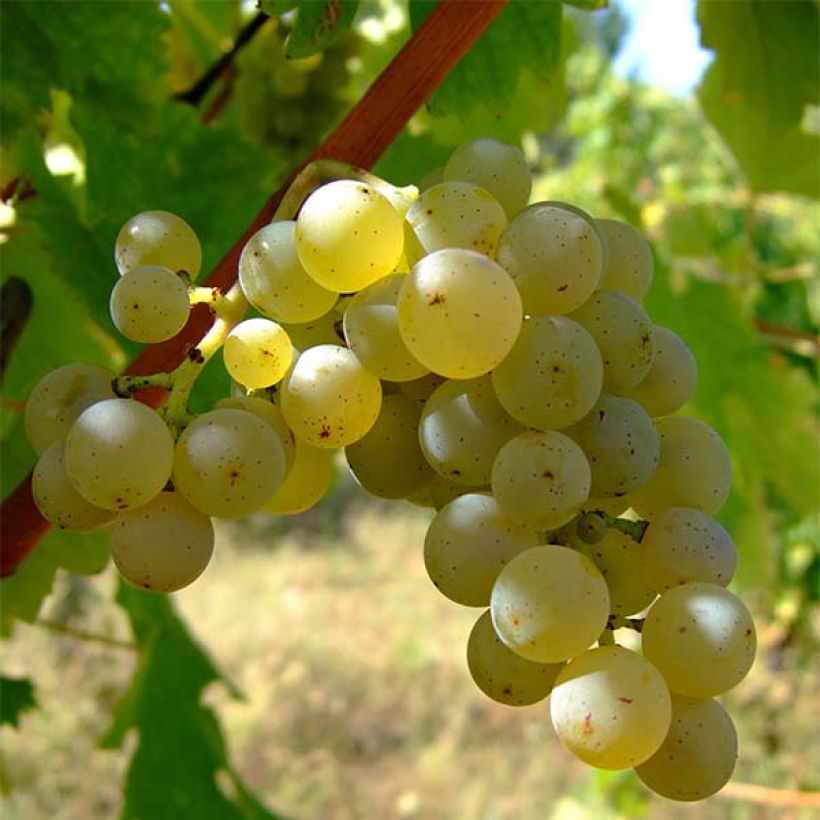 Weinrebe Sauvignon Blanc (Harvest)
