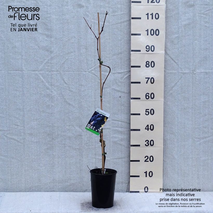 Exemplar von Weinrebe VENUS Topf mit 1,5L/2L wie im Winter geliefert