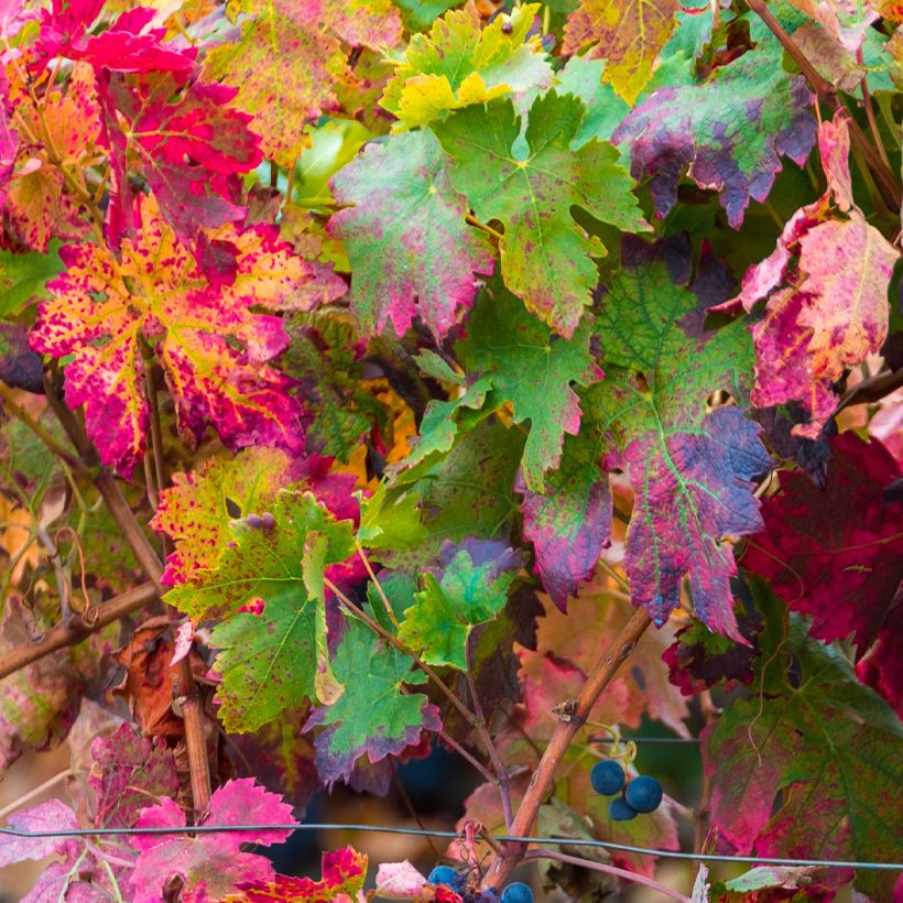 Weinrebe Brant (Foliage)