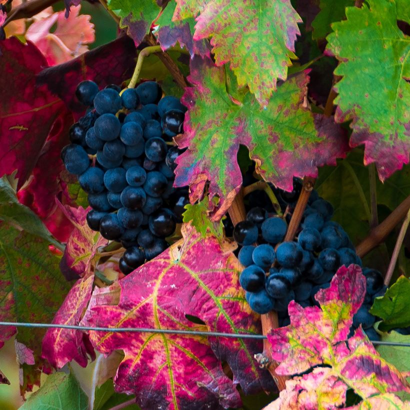 Weinrebe Brant (Harvest)