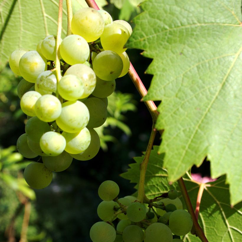 Weinrebe Phoenix (Harvest)