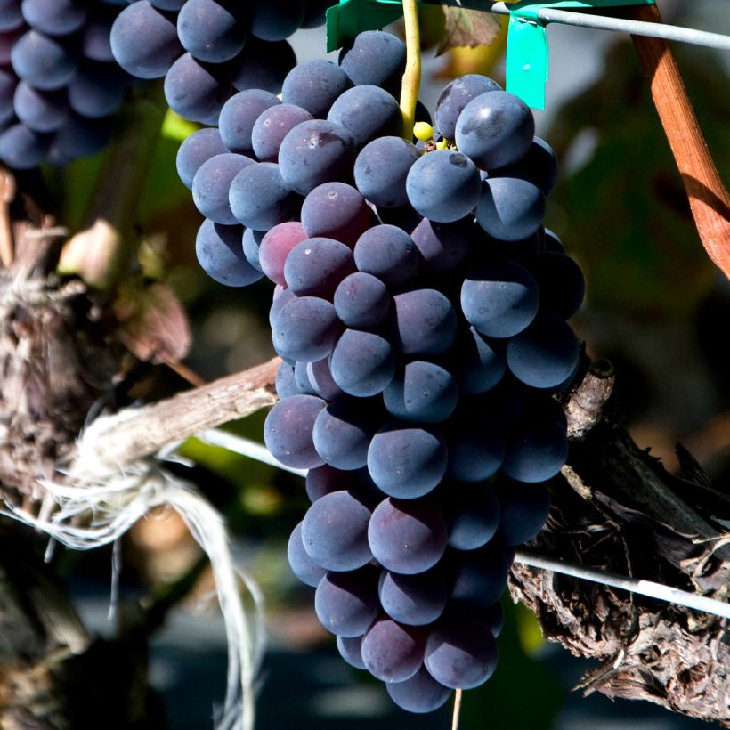 Weinrebe VENUS (Harvest)