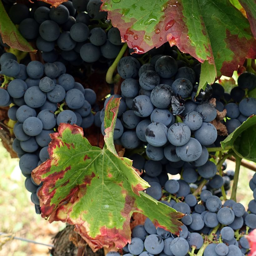 Weinrebe Alphonse Lavallée ZPd4 (Harvest)