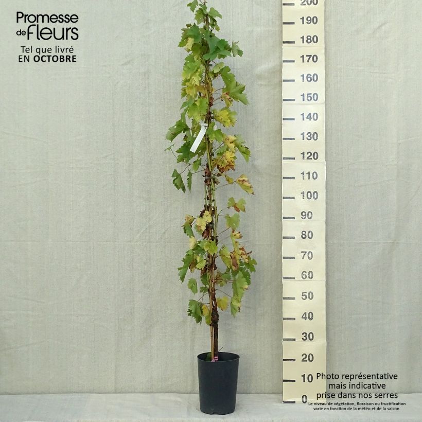 Example of Weinrebe Argentina (GARGIULO 130387) Topf mit 4L/5L as you get in automne