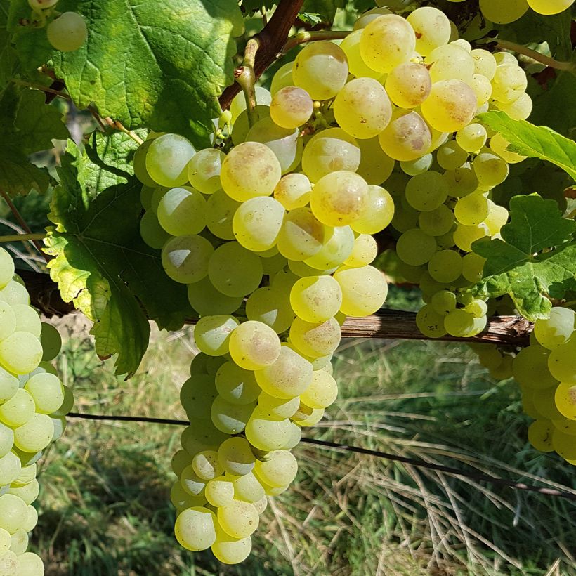 Weinrebe Chasselas De Fontainebleau (Harvest)
