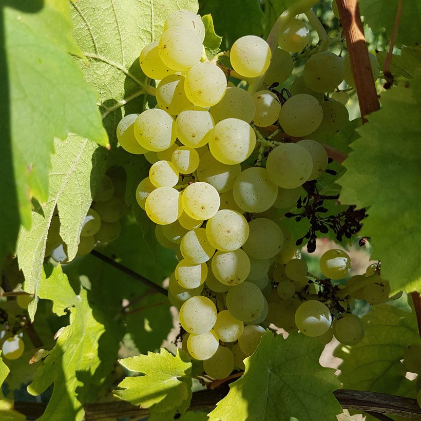 Weinrebe Chasselas Cioutat (Harvest)