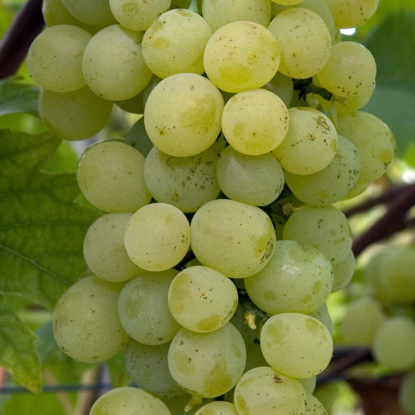 Weinrebe FANNY COV (Harvest)