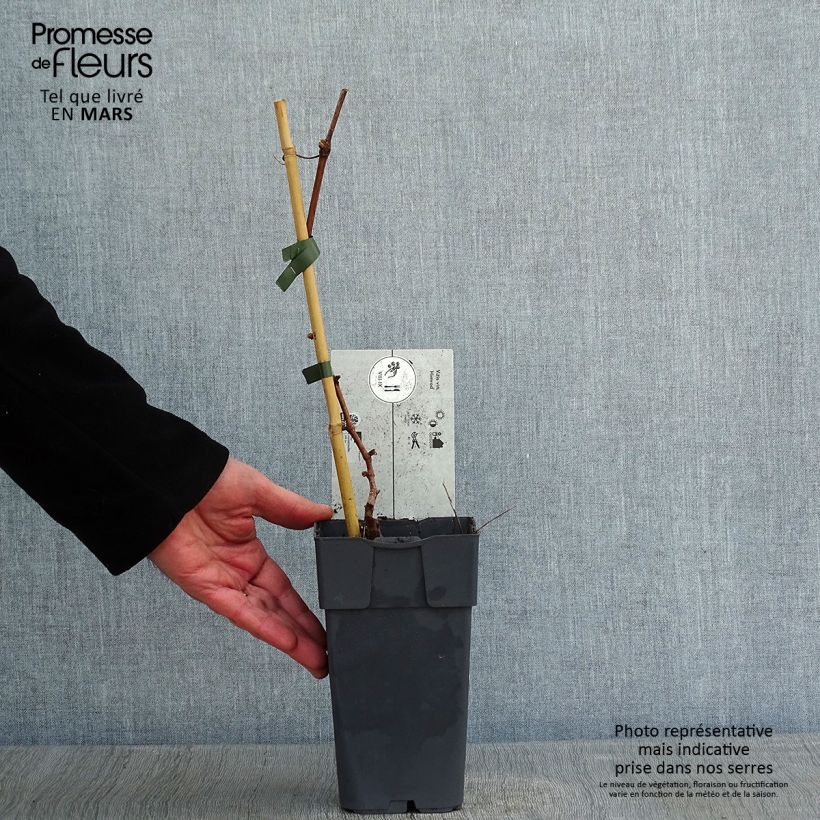 Exemplar von Weinrebe Himrod Topf mit 1,5L/2L wie im Winter geliefert