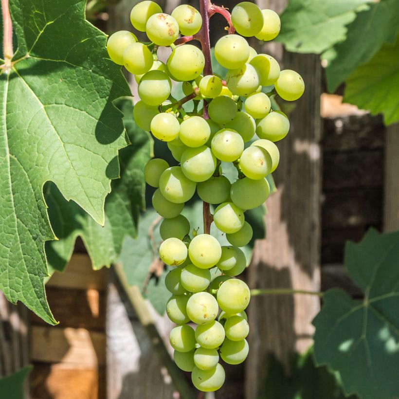 Weinrebe Himrod (Harvest)