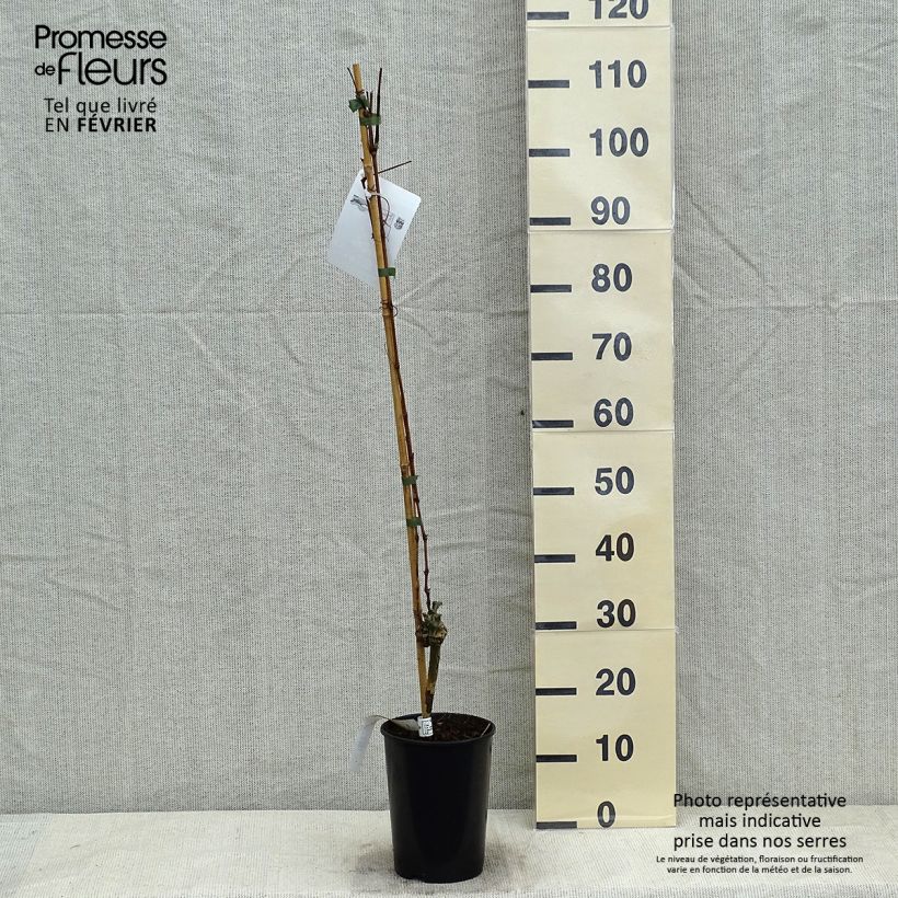 Exemplar von Weinrebe Muscat Bleu ZPd4 Topf mit 2L/3L wie im Winter geliefert