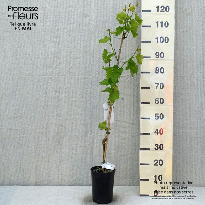 Exemplar von Weinrebe Muscat Bleu ZPd4 Topf mit 2L/3L wie im Frühjahr geliefert