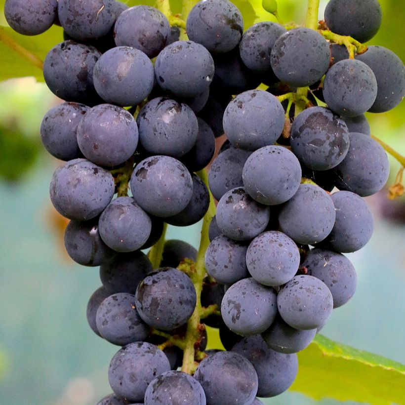 Weinrebe Muscat Rouge de Madère (Harvest)