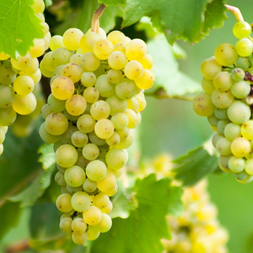 Weinrebe Ora ZPd4 (Harvest)