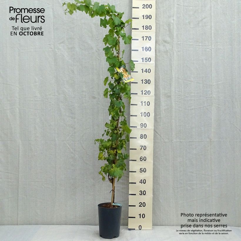 Example of Weinrebe Palatina Topf mit 4L/5L as you get in automne