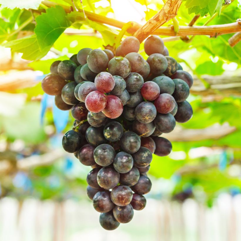 Weinrebe Petit Verdot (Harvest)