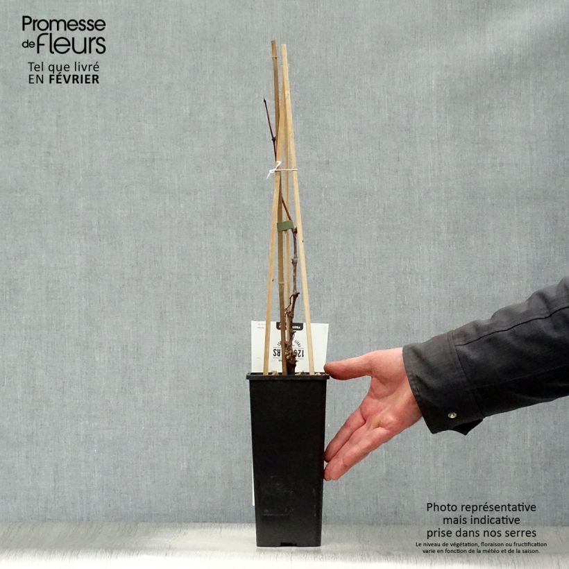 Exemplar von Weinrebe Vroege Van Der Laan Topf mit 1,5L/2L wie im Winter geliefert