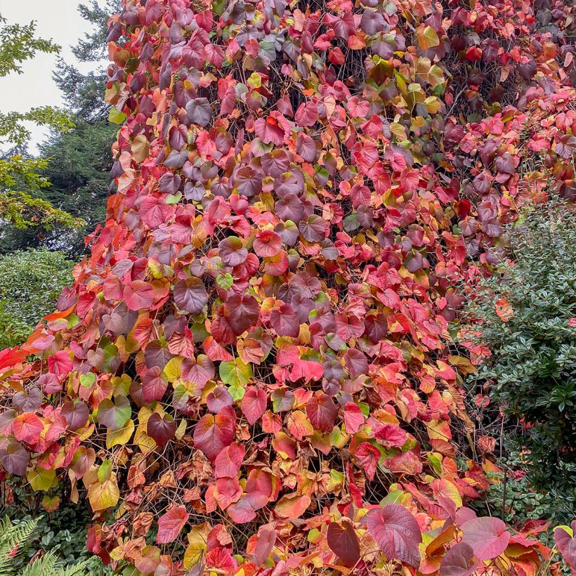 Vitis coignetiae Sunning Dale - Zier-Wein (Plant habit)