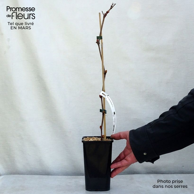 Exemplar von Weinrebe Incana Topf mit 1,5L/2L wie im Winter geliefert