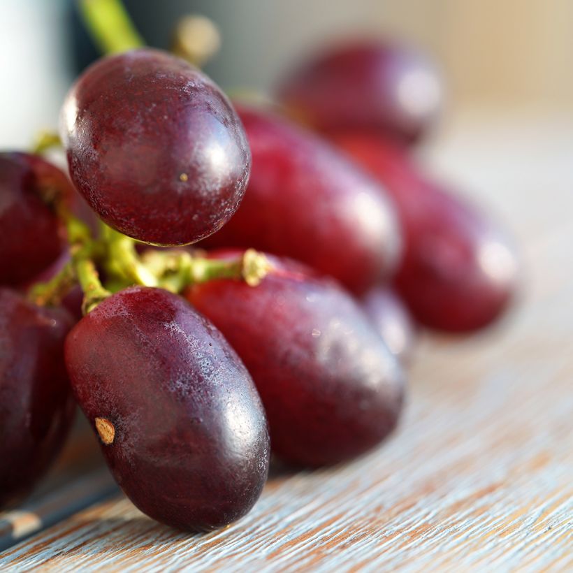 Weinrebe Crimson Seedless (Harvest)
