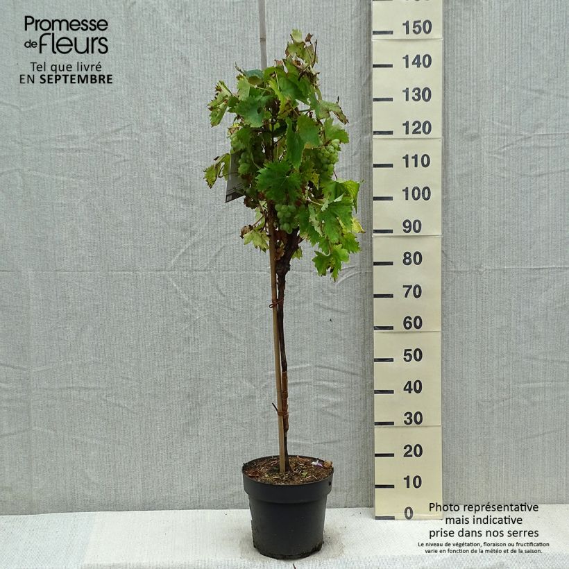 Example of Weinrebe Rhea Topf mit 7,5L/10L as you get in automne