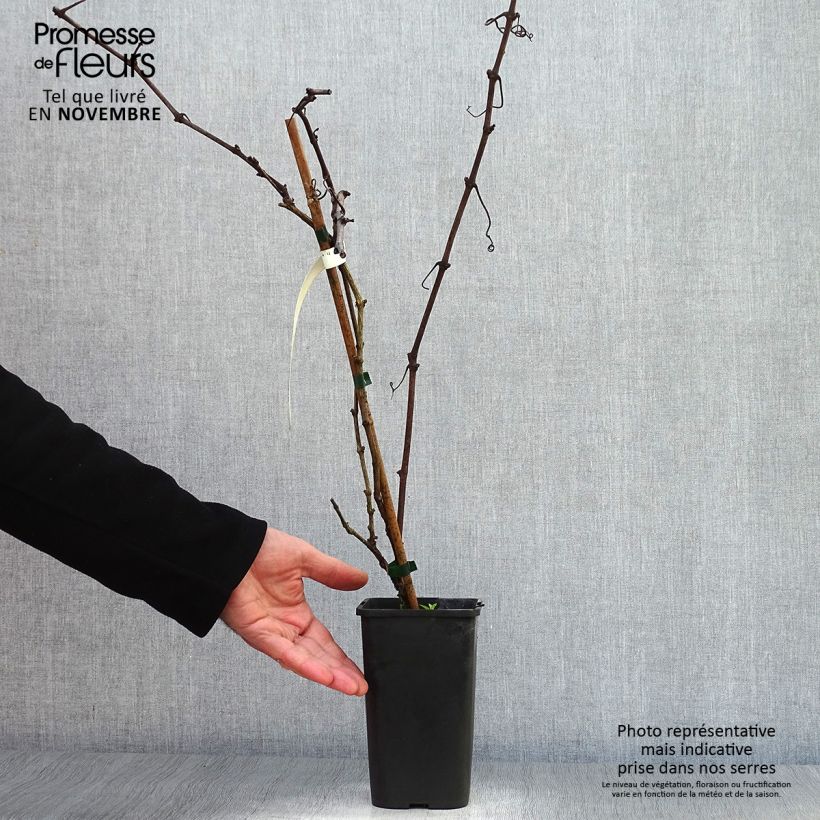 Example of Weinrebe Incana Topf mit 1,5L/2L as you get in automne