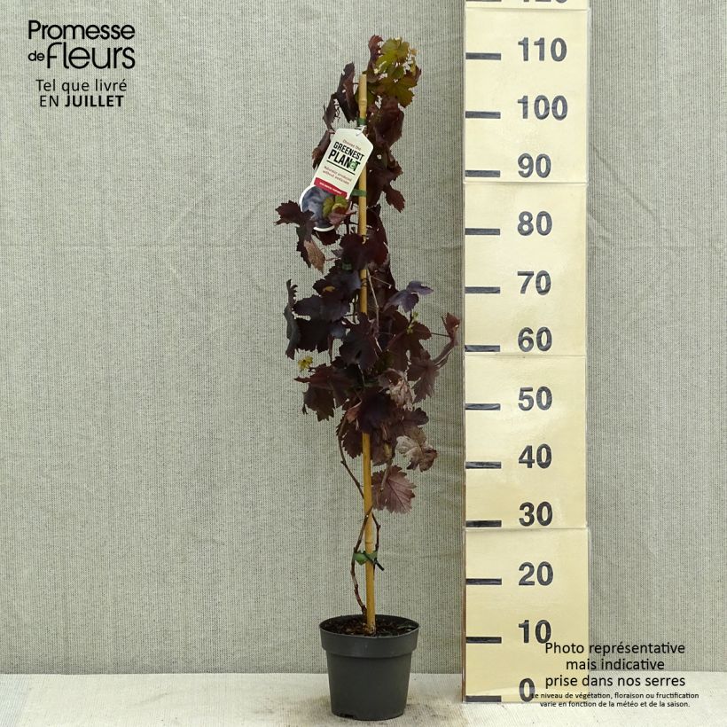 Example of Weinrebe Purpurea Topf mit 2L/3L as you get in ete