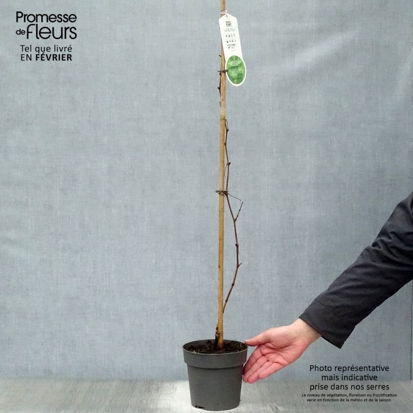 Exemplar von Weinrebe Purpurea Topf mit 2L/3L wie im Winter geliefert