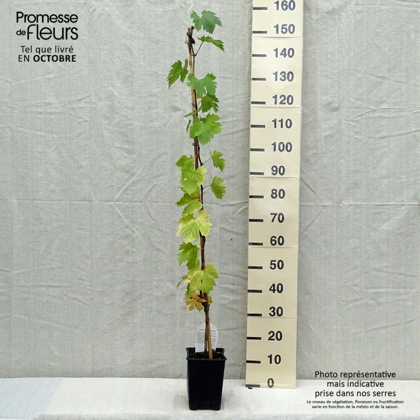 Example of Weinrebe Aperina bianca Topf mit 3L/4L as you get in automne