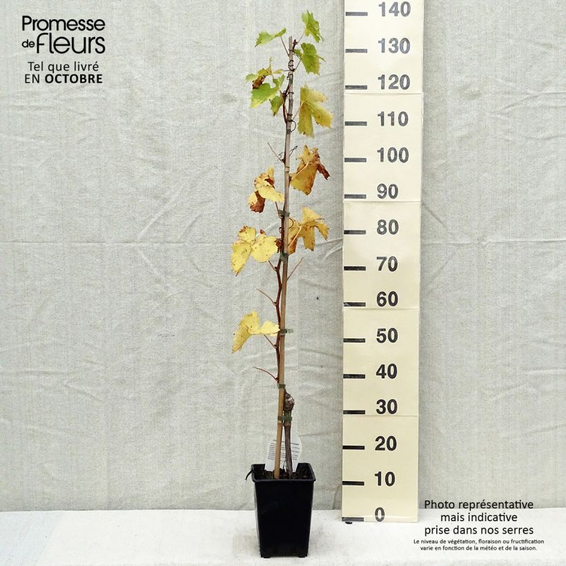 Example of Weinrebe Aperina Rossa Topf mit 3L/4L as you get in automne