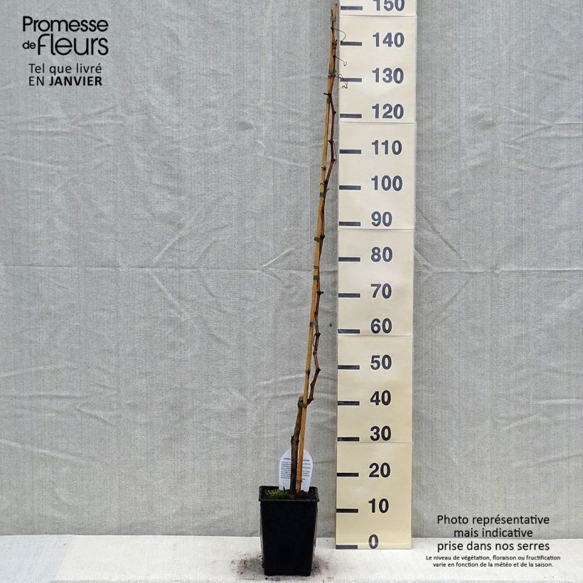 Exemplar von Weinrebe Sultanina Bianca (Thomson seedless) Topf mit 1,5L/2L wie im Winter geliefert