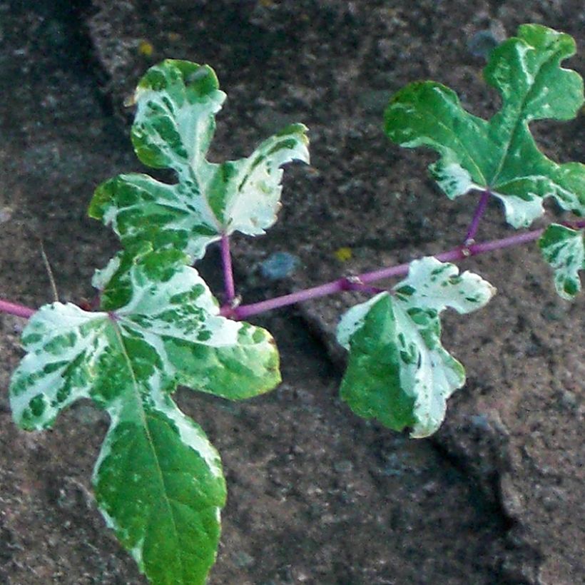 Ampelopsis brevipedunculata Elegans - Ussuri-Scheinrebe (Foliage)