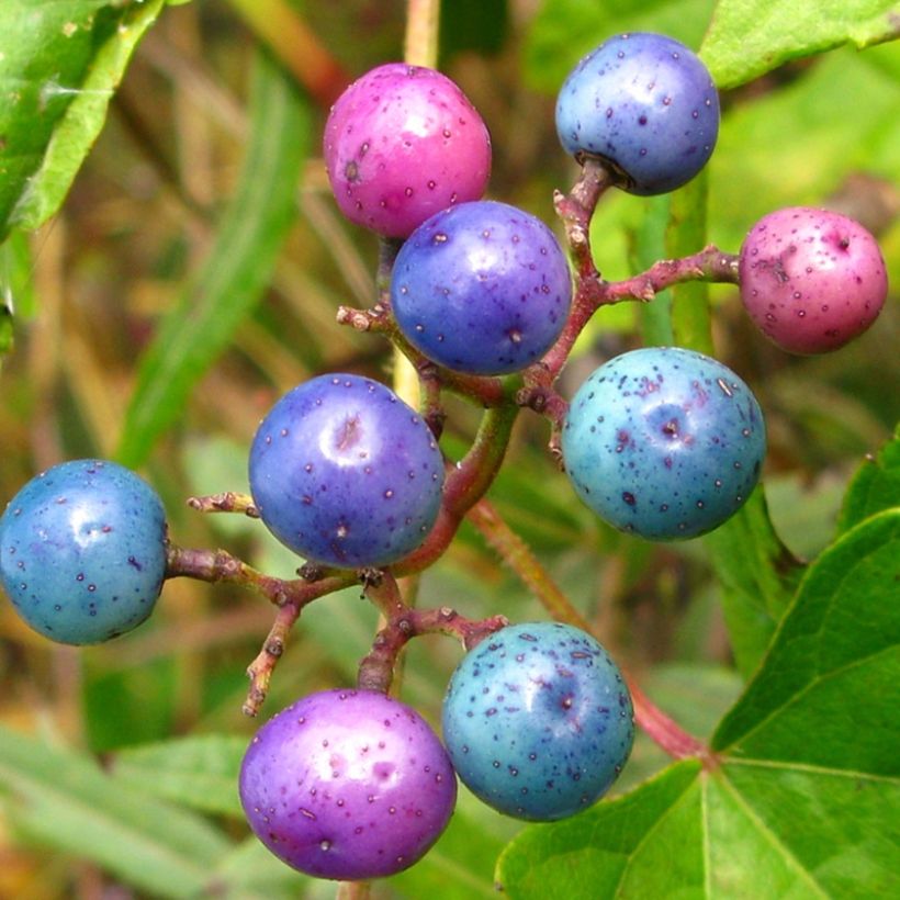 Ampelopsis brevipedunculata Elegans - Ussuri-Scheinrebe (Harvest)