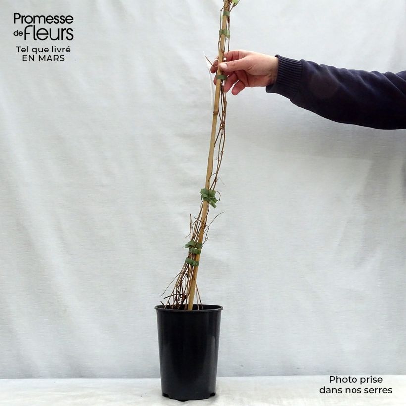 Exemplar von Wilder Wein Engelmannii - Parthenocissus quinquefolia Topf mit 2L/3L wie im Frühjahr geliefert