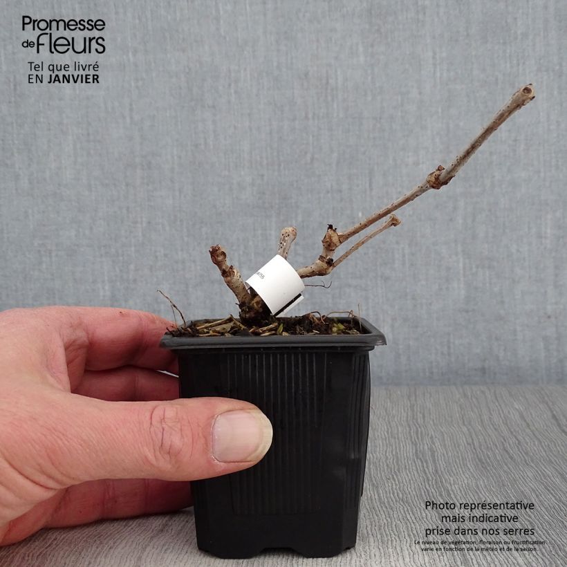 Exemplar von Wilder Wein Engelmannii - Parthenocissus quinquefolia Kleine Töpfe von 8/9 cm wie im Winter geliefert