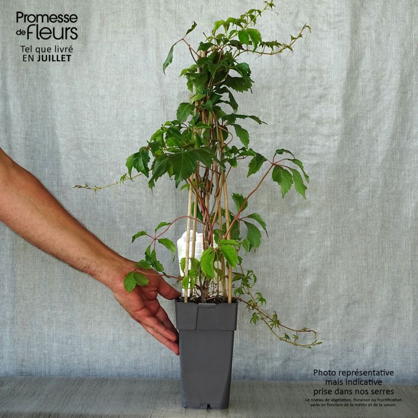 Exemplar von Wilder Wein Engelmannii - Parthenocissus quinquefolia Topf mit 2L/3L wie im Sommer geliefert