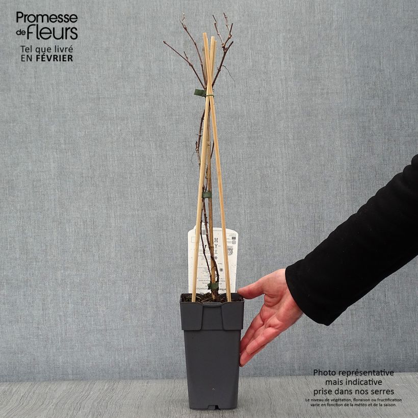 Exemplar von Wilder Wein Engelmannii - Parthenocissus quinquefolia Topf mit 2L/3L wie im Winter geliefert