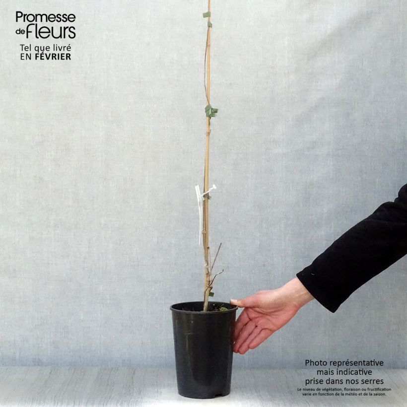 Exemplar von Wilder Wein - Parthenocissus quinquefolia Topf mit 2L/3L wie im Winter geliefert