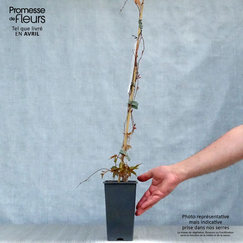Exemplar von Kletterwein Veitchii - Parthenocissus tricuspidata Topf mit 2L/3L wie im Frühjahr geliefert