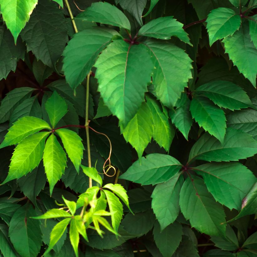 Gewöhnliche Jungfernrebe - Parthenocissus viteacea (Foliage)