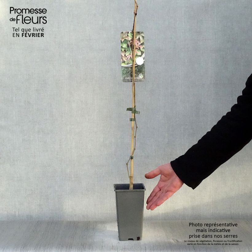 Exemplar von Chinesische Jungfernrebe - Parthenocissus henryana Topf mit 2L/3L wie im Winter geliefert