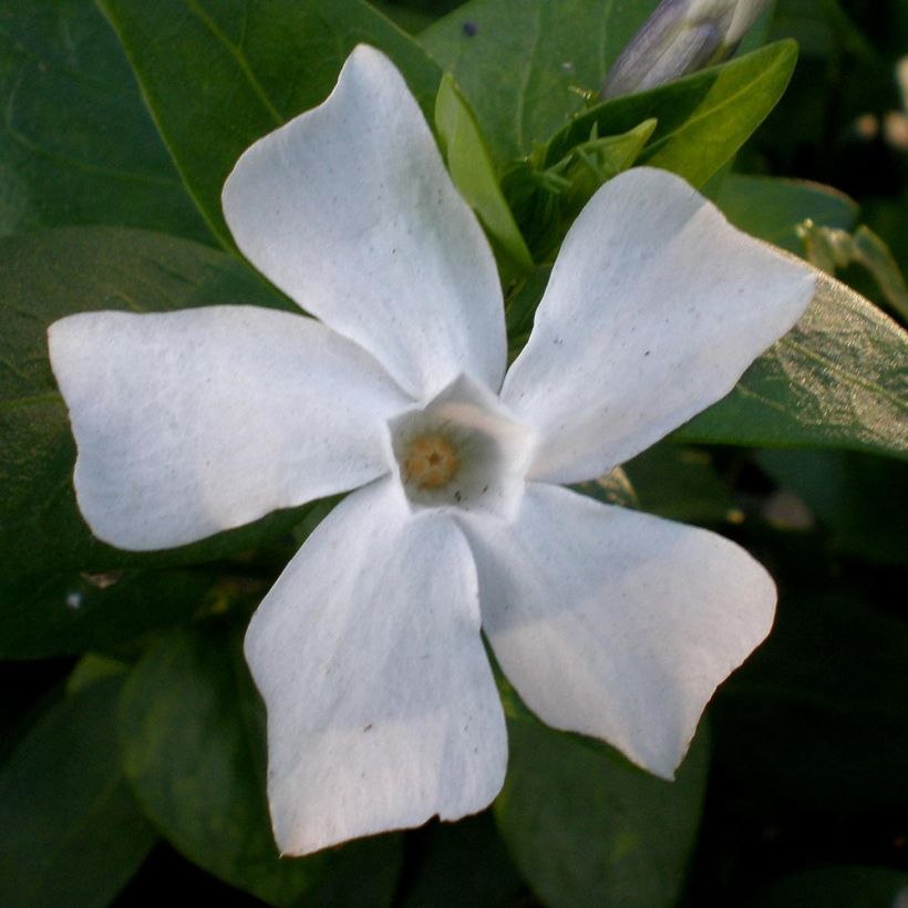 Mittleres Immergrün - Vinca difformis (Flowering)