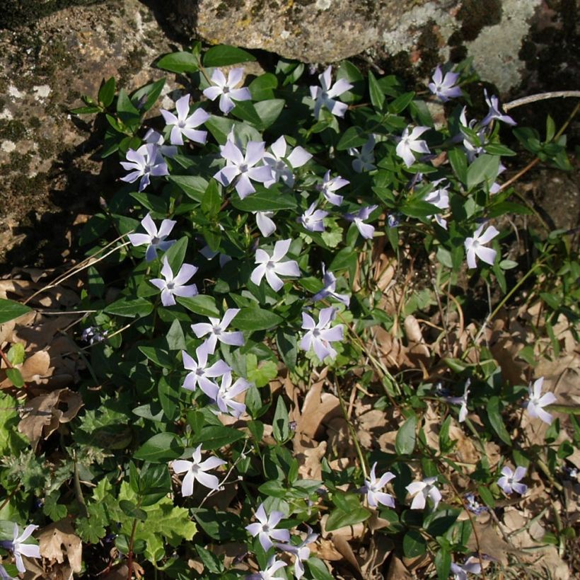 Mittleres Immergrün - Vinca difformis (Plant habit)