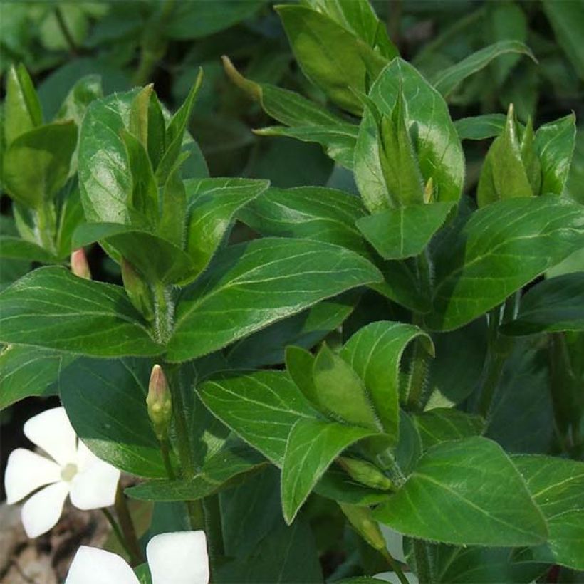 Großes Immergrün Alba - Vinca major (Foliage)