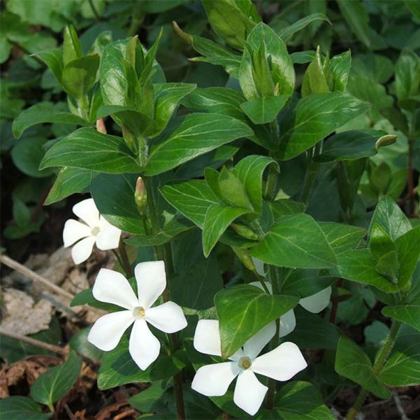 Großes Immergrün Alba - Vinca major (Flowering)