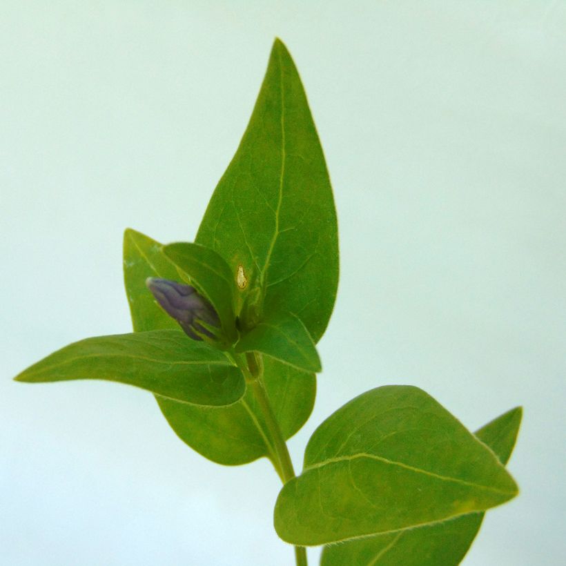 Vinca major - Großes Immergrün (Foliage)