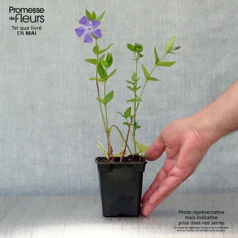 Exemplar von Vinca major - Großes Immergrün Kleine Töpfe von 7/8 cm wie im Frühjahr geliefert