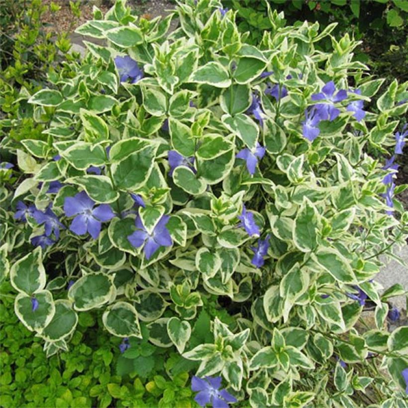 Großes Immergrün Variegata - Vinca major (Plant habit)