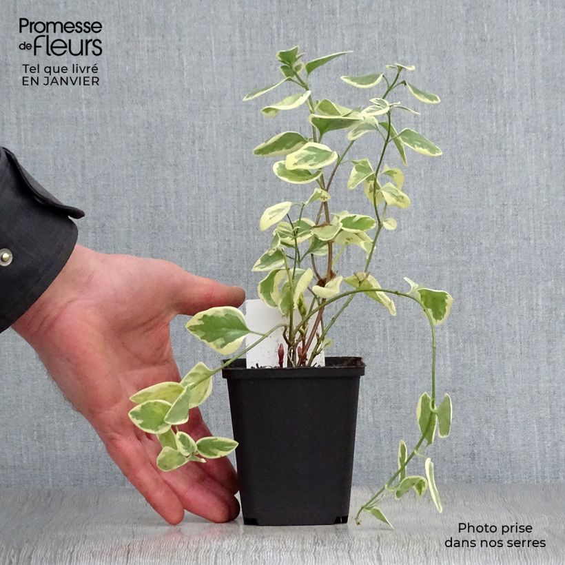 Exemplar von Großes Immergrün Variegata - Vinca major Kleine Töpfe von 8/9 cm wie im Winter geliefert