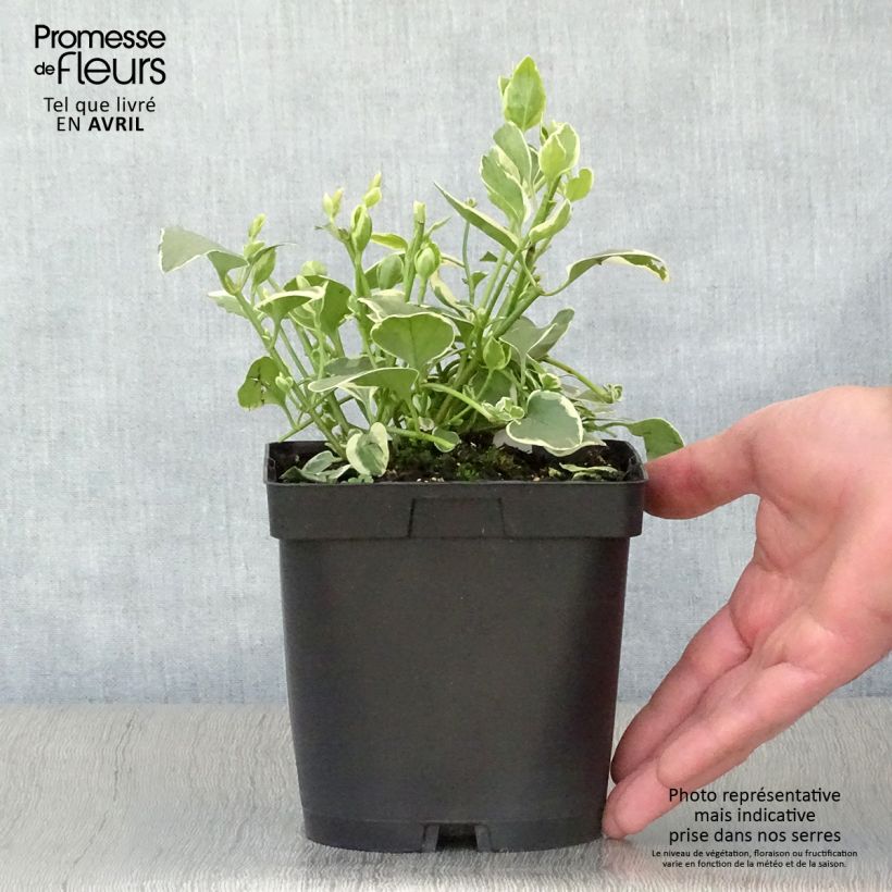 Exemplar von Großes Immergrün Variegata - Vinca major Topf mit 2L/3L wie im Frühjahr geliefert